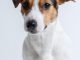 jack russell, dog, pet