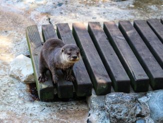 a small otter standing on a wooden platform