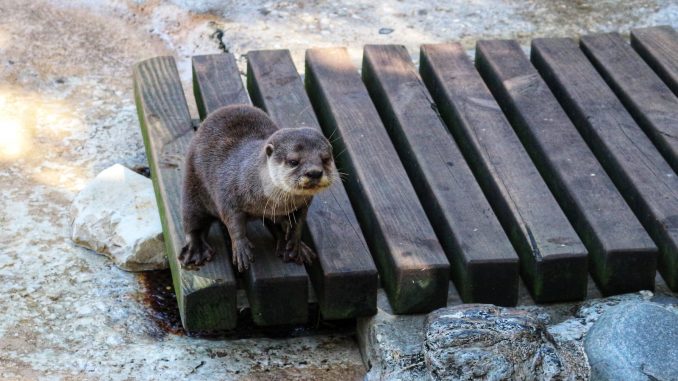 a small otter standing on a wooden platform
