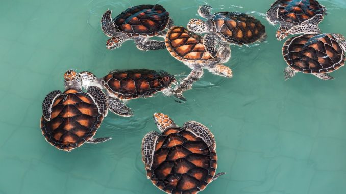 turtle, green sea turtles, animal
