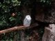 a white owl sitting on top of a tree branch