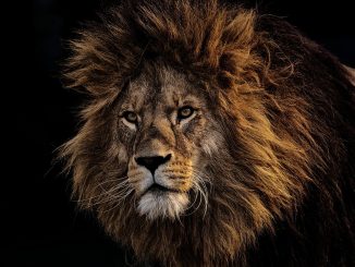 lion, predator, dangerous