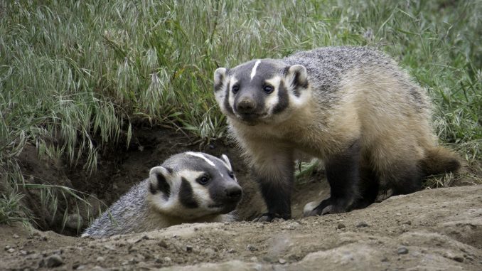 badger, family, nature