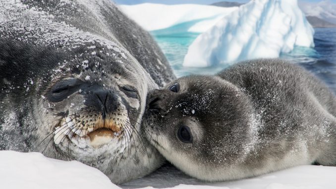 seals, animals, snow