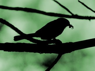 silhouette of bird on tree branch