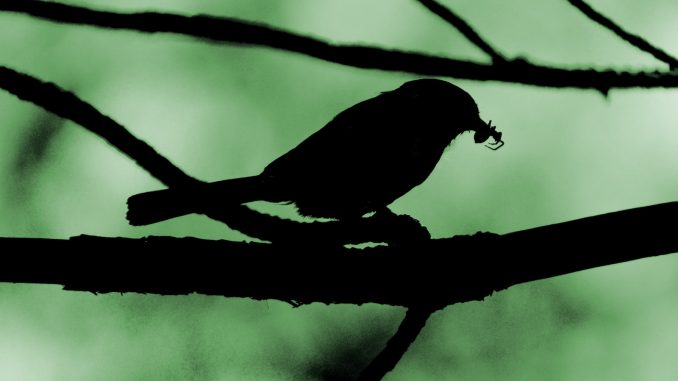 silhouette of bird on tree branch