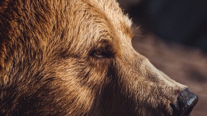 closeup photography of brown bear