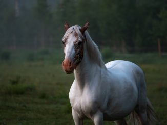 Akhal Teke Turkmen horse breed with brown spots on head standing on grassy lawn in countryside