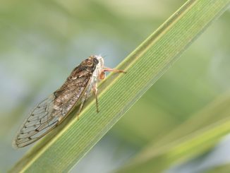 cicada, insect, nature