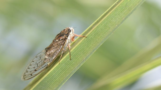 cicada, insect, nature