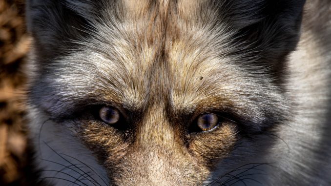 white and brown fox in close up photography