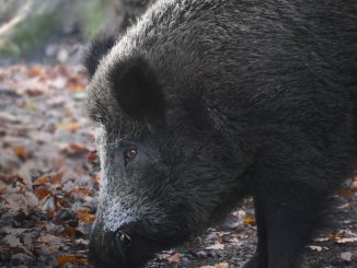 black wild boar on brown dried leaves