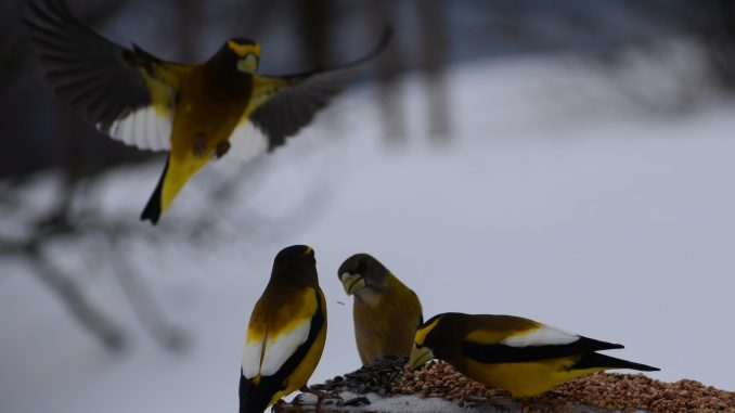 a group of birds standing on top of a bird feeder