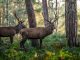 two deer standing next to each other in a forest