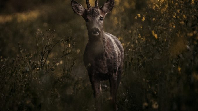 deer on grasses