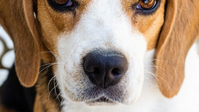 white brown and black beagle