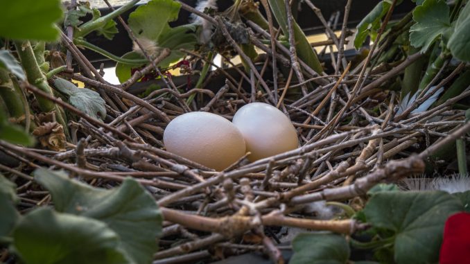 a group of eggs in a nest