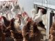 chicken, hen, factory farming