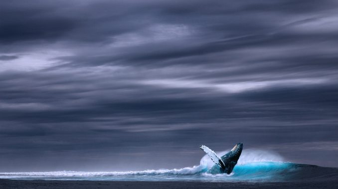 ocean, blue whale, sea