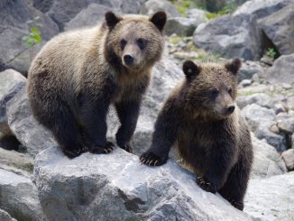 bear, bear cub, nature
