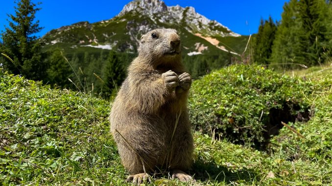 marmot, mountains, wildlife