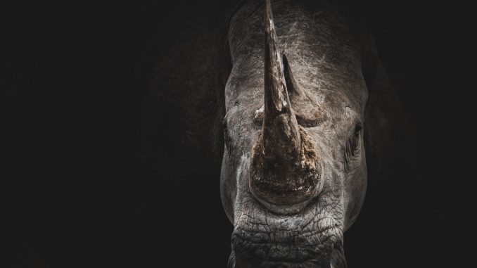 gray rhino digital wallpaper