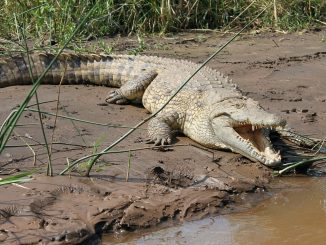 crocodile, lake, chamo