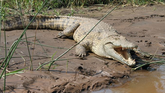 crocodile, lake, chamo