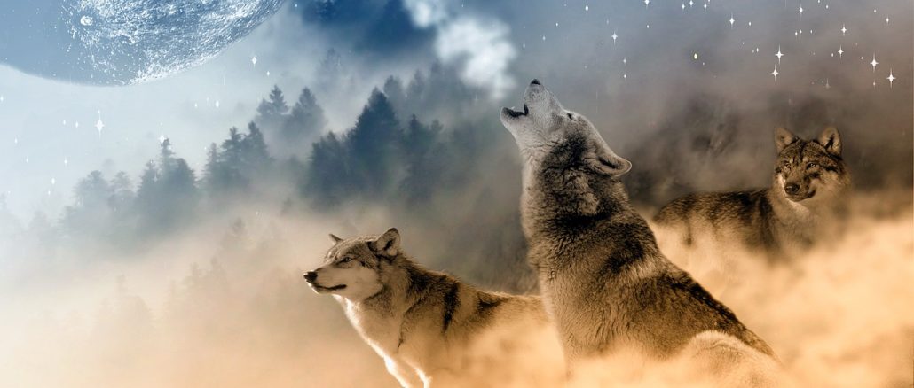 wolves, wolf, howling