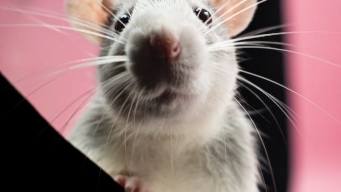 A White Mice in Close-up Shot