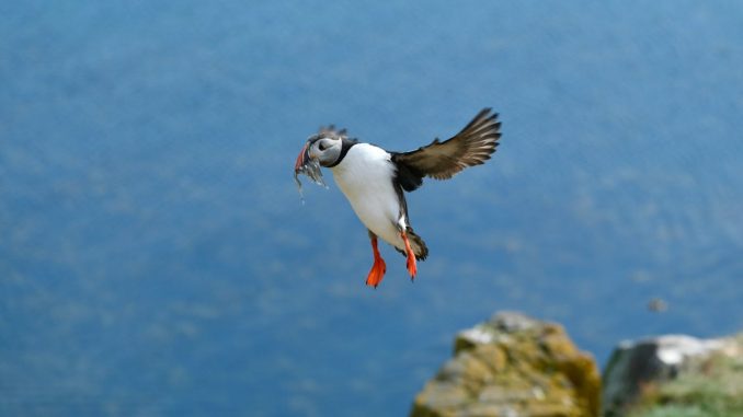 Close up of Puffin Flying with Prey