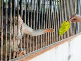 Person Giving Green Leaf on the Monkey in the Cage