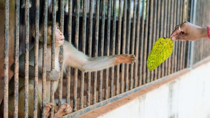 Person Giving Green Leaf on the Monkey in the Cage