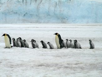 emperor penguins, antarctica, wildlife