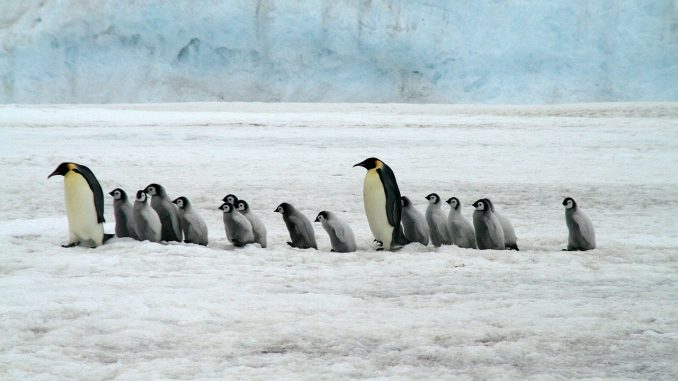 emperor penguins, antarctica, wildlife