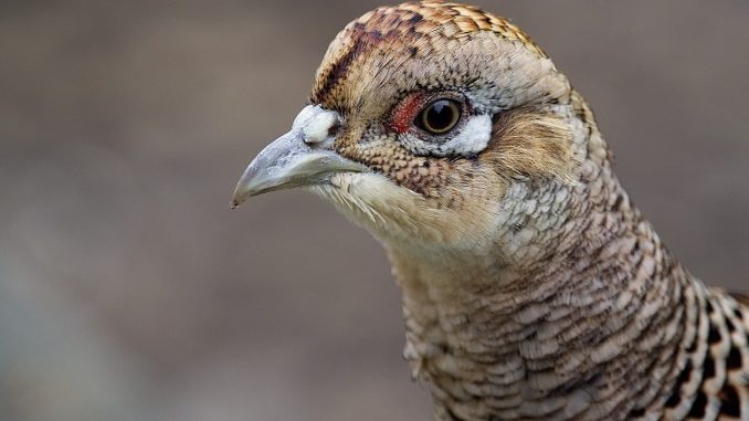pheasant, female, bird