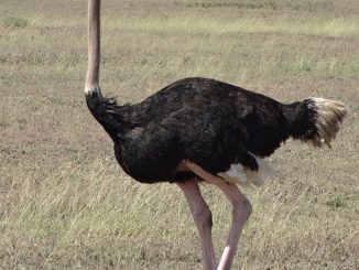 ostrich, male, savannah