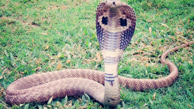 king cobra, cobra, snake