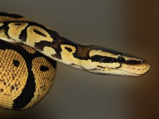 snake, python, animal