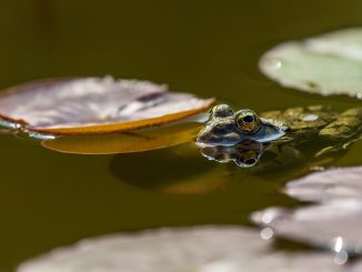frog, eyes, pond