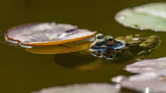 frog, eyes, pond
