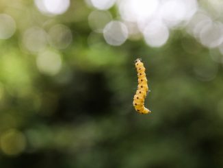 a yellow caterpillar hanging from a tree branch