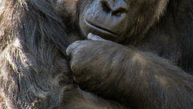 black gorilla beside wood