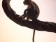 brown monkey sitting on branch