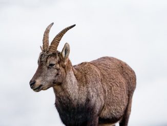 Brown Alpine Ibex