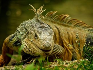 Green And Brown Iguana