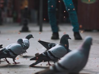 Photo Of Pigeons Perched on Concrete Pavement