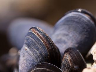 mussels, shells, seafood