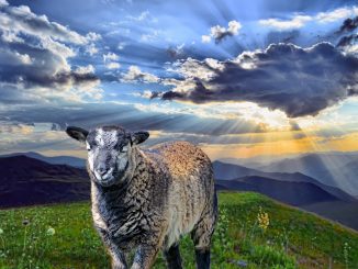 sheep, mountains, sunset