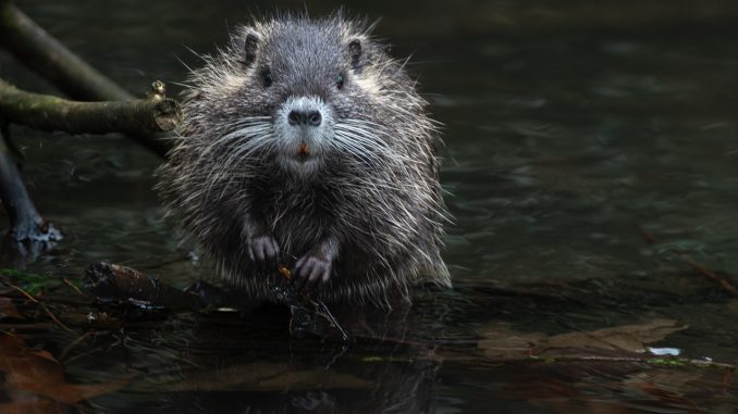 beaver rat, nutria, cub